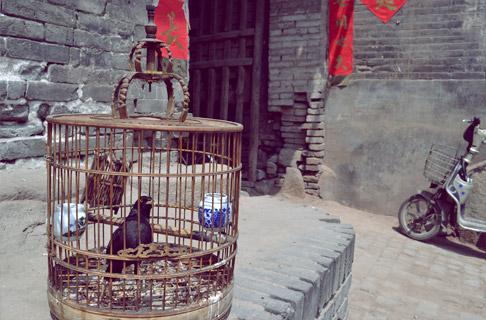 pingyao-old-city-architecture-bird